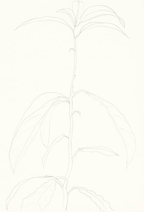 Drawings